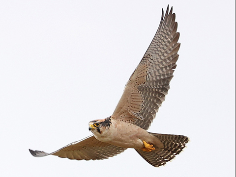Lanner Falcon in flight